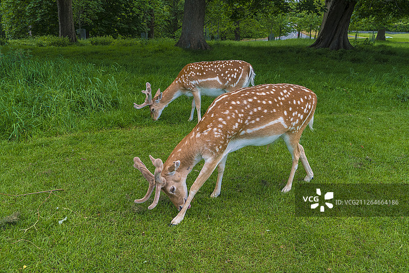 春满人间图片素材