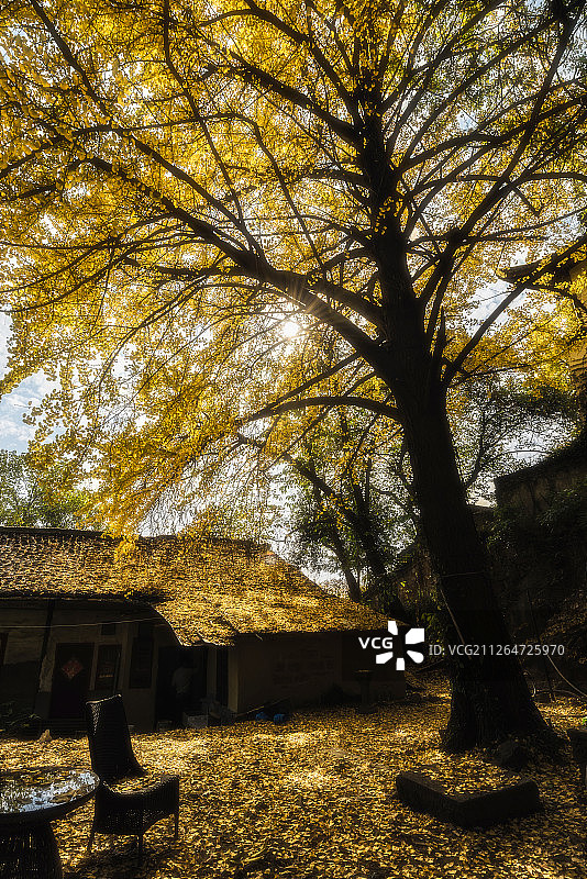 杭州宝石山最美古银杏图片素材