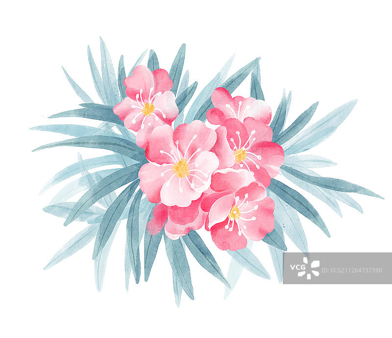 盛开的粉色夹竹桃国画水彩风格插画图片素材