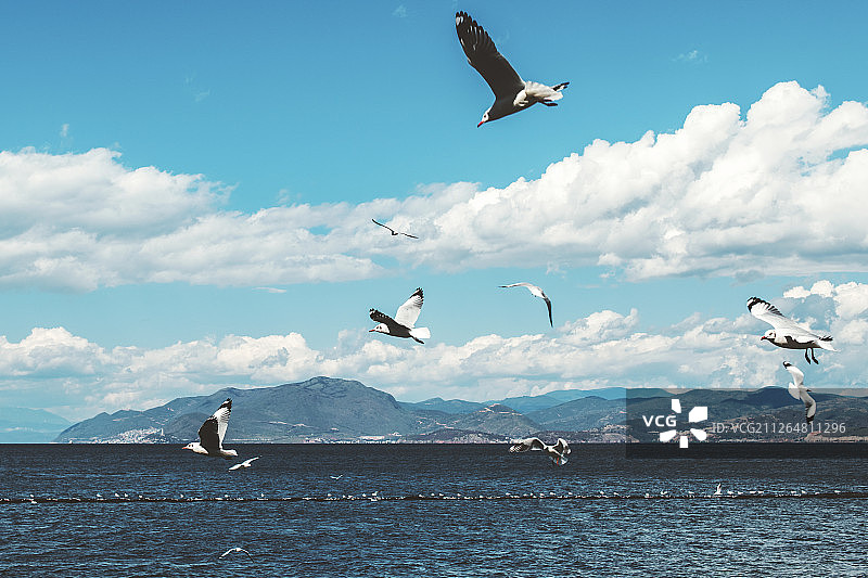 飞翔的海鸥图片素材