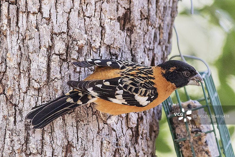 黑头蜡嘴雀雄鸟图片素材