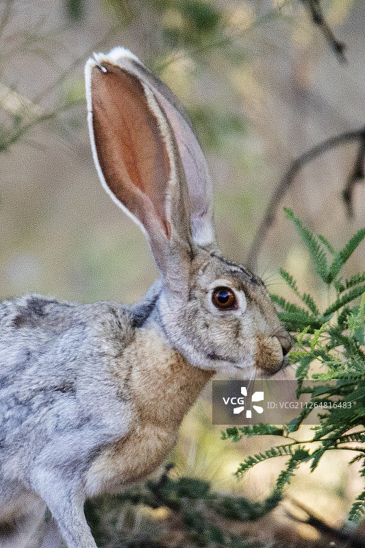 羚羊兔特写图片素材