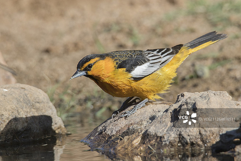 雄性橙腹拟黄鹂图片素材