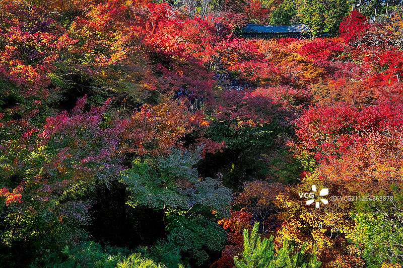 京都秋天枫叶季节东福寺图片素材