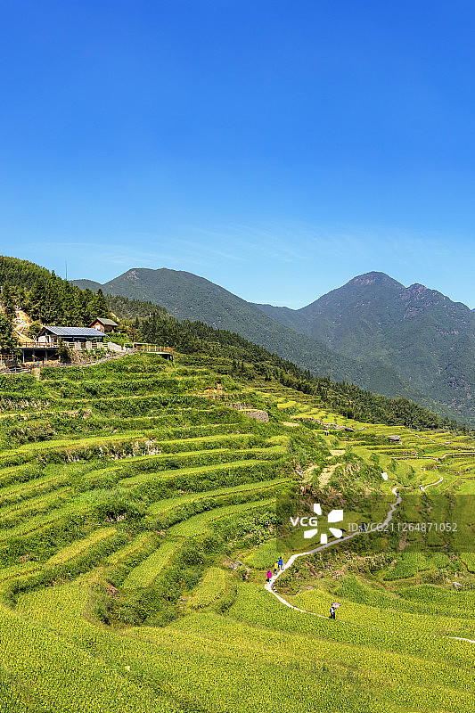 丽水云和梯田图片素材