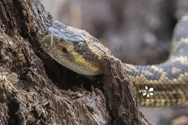 黑尾响尾蛇特写图片素材