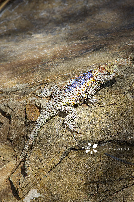 沙漠多刺蜥蜴图片素材