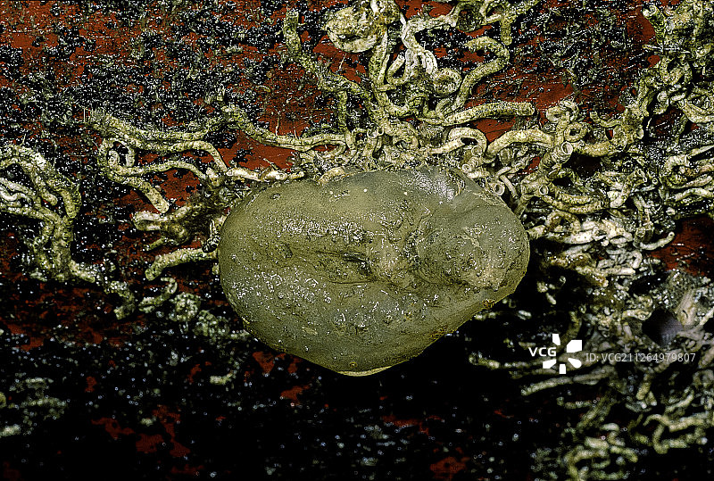 船体上的无脊椎动物图片素材