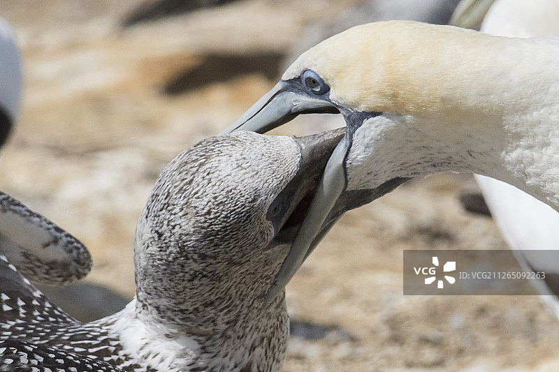 澳洲塘鹅亲鸟喂食幼鸟特写图片素材