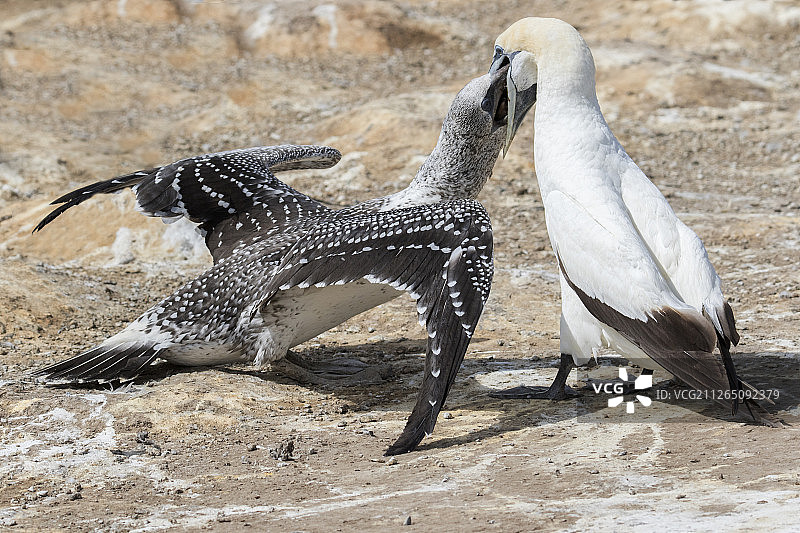 澳洲塘鹅亲鸟喂食幼鸟图片素材