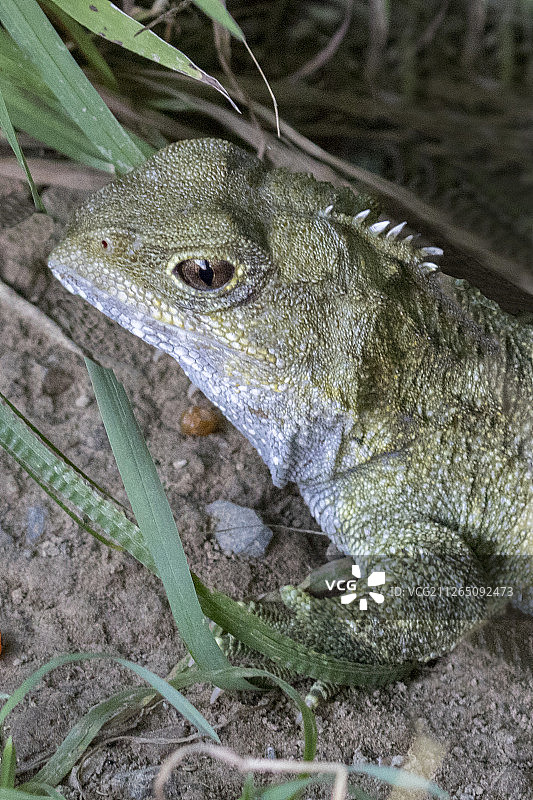 图塔拉幼年特写图片素材