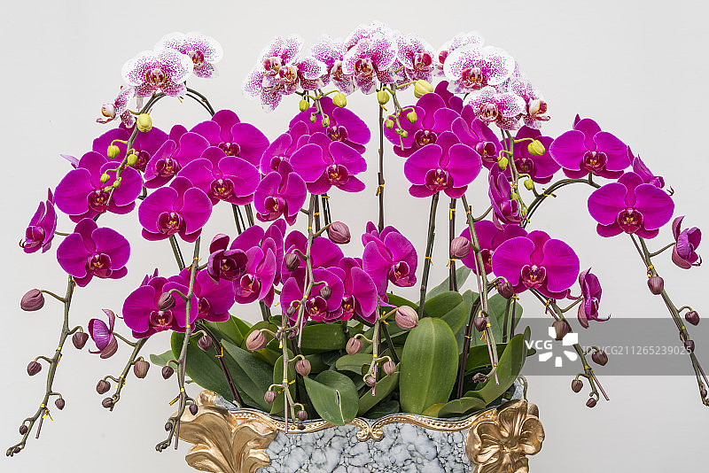 白背景板前的蝴蝶兰图片素材