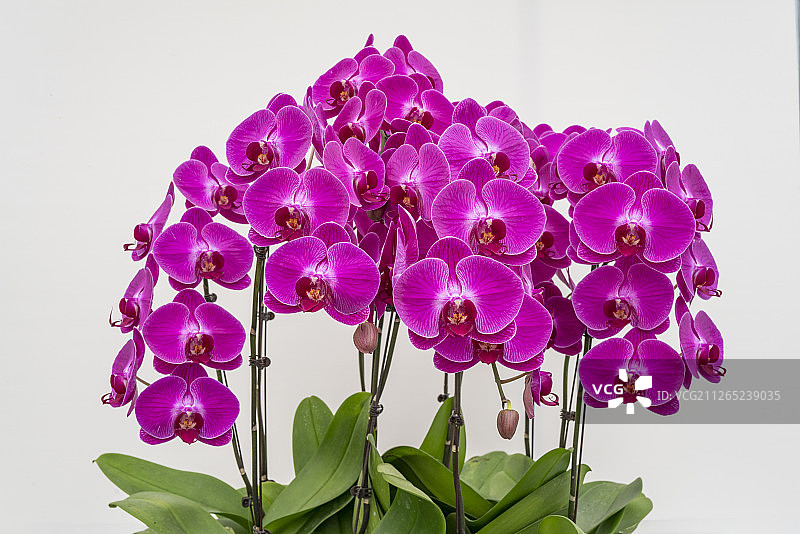 白背景板前的蝴蝶兰图片素材