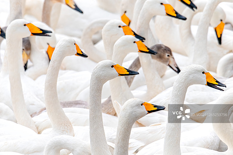 荣成烟墩角大天鹅图片素材