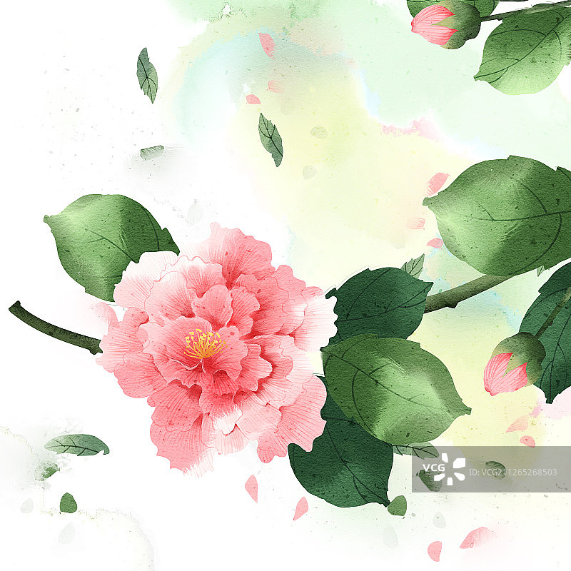 水彩风格扶桑花插画背景图片素材