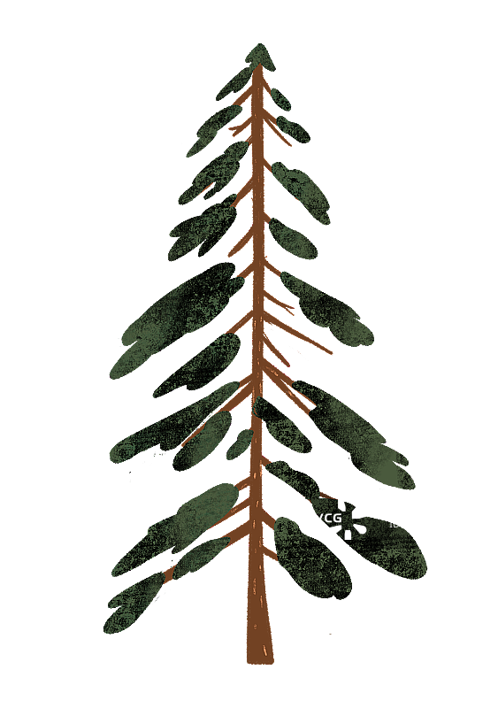 松树柏树图片素材