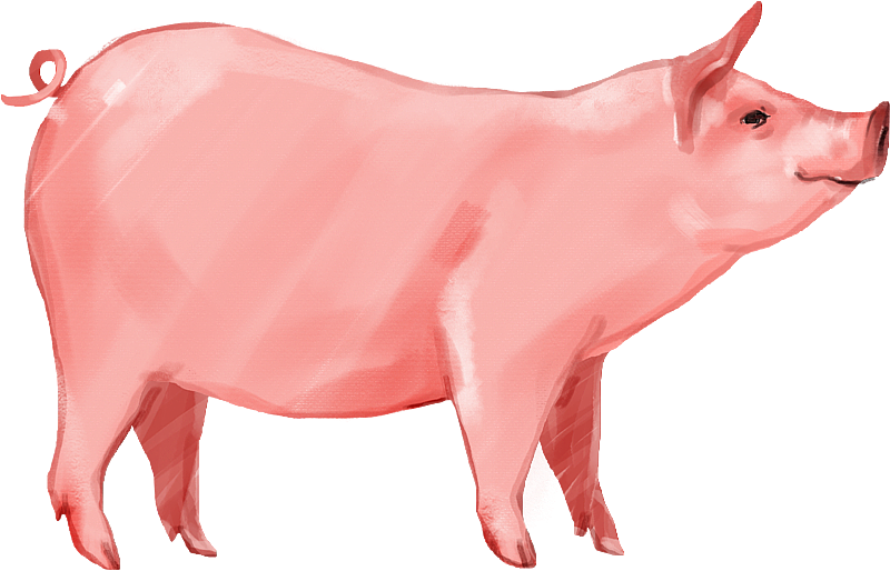 肉猪图片素材