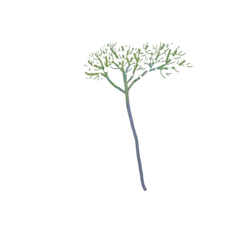 满天星花枝图片素材