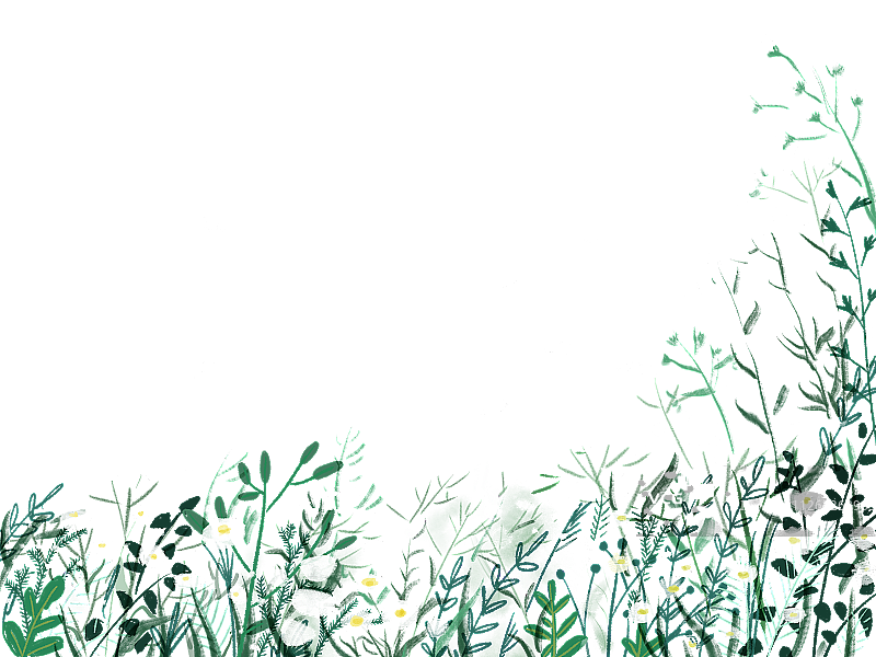 野花和野草图片素材