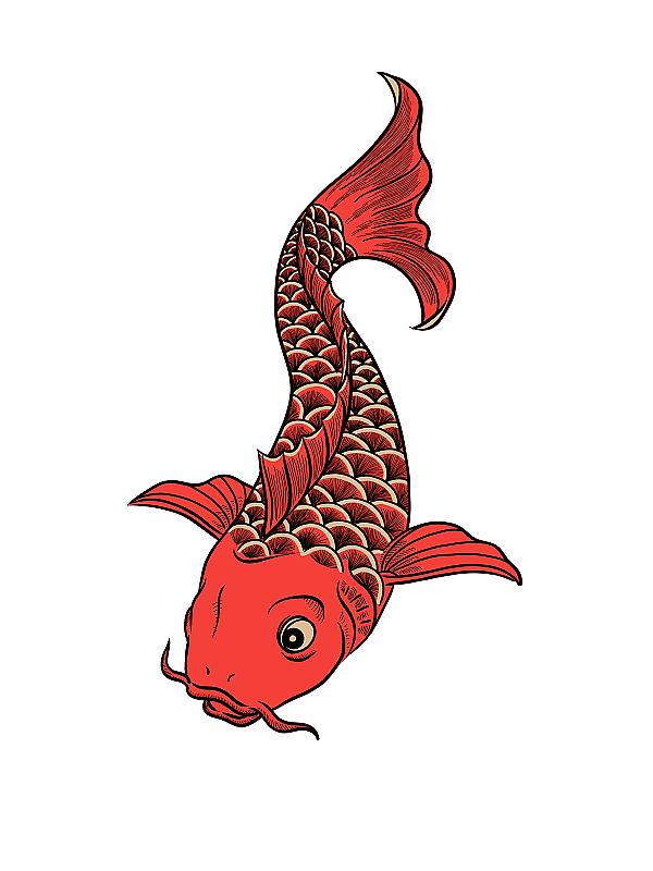 锦鲤插图图片素材