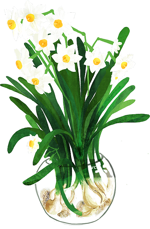 水仙花图片素材