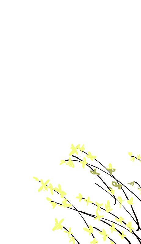 迎春花图片素材