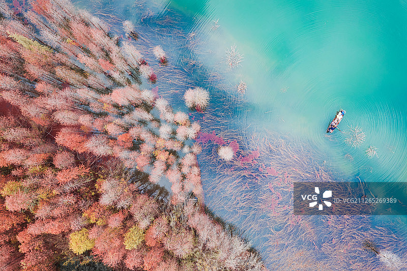 中山市长江水库秋天的水杉航拍图图片素材