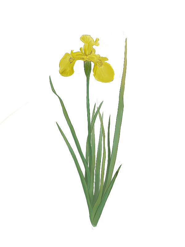黄菖蒲图片素材