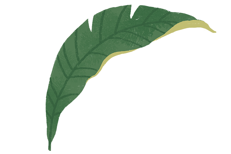 芭蕉叶图片素材