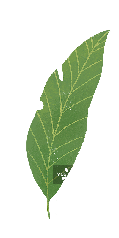 芭蕉叶图片素材
