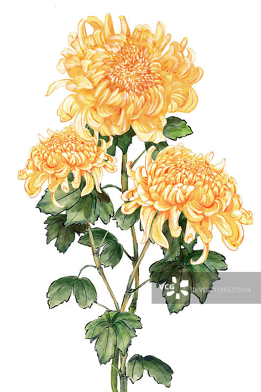 插画菊花图片素材