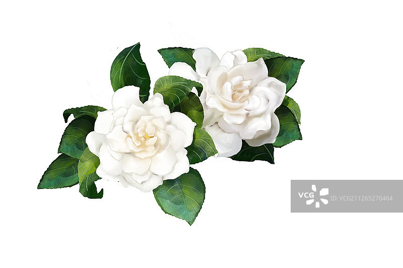 插画栀子花图片素材