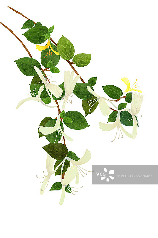 插画金银花图片素材