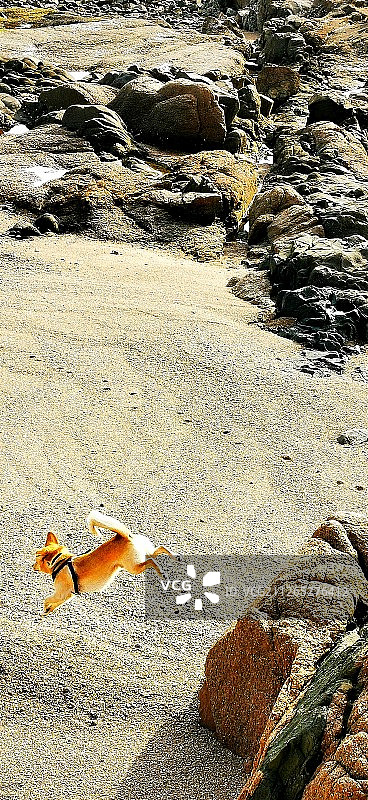 原生态的中华田园犬&海岸图片素材