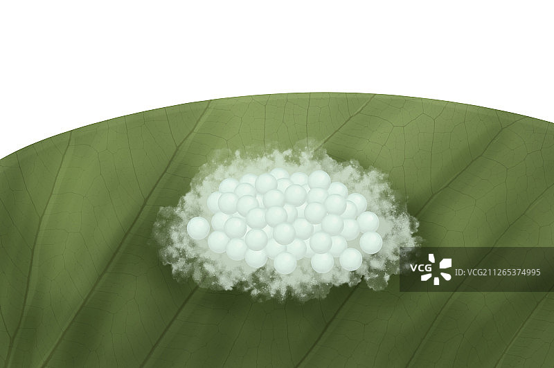 草地贪夜蛾的虫卵图片素材