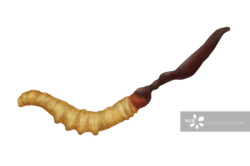 养生极品的冬虫夏草图片素材