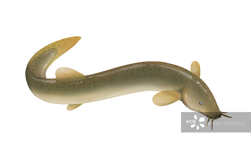 食用鱼泥鳅图片素材