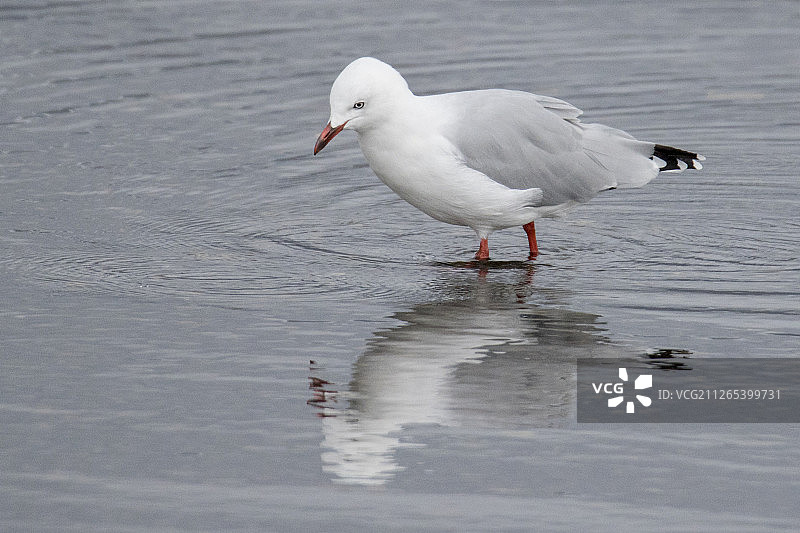 红嘴鸥的倒影图片素材
