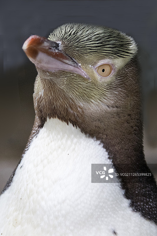 黄色眼睑企鹅特写图片素材