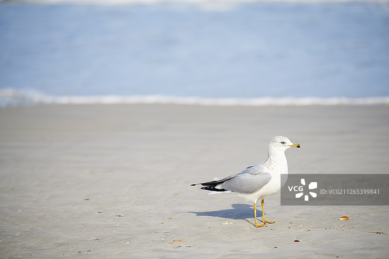 大西洋上的海鸥图片素材