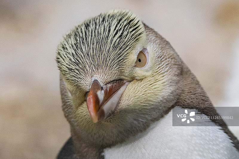 黄色眼睑企鹅特写图片素材