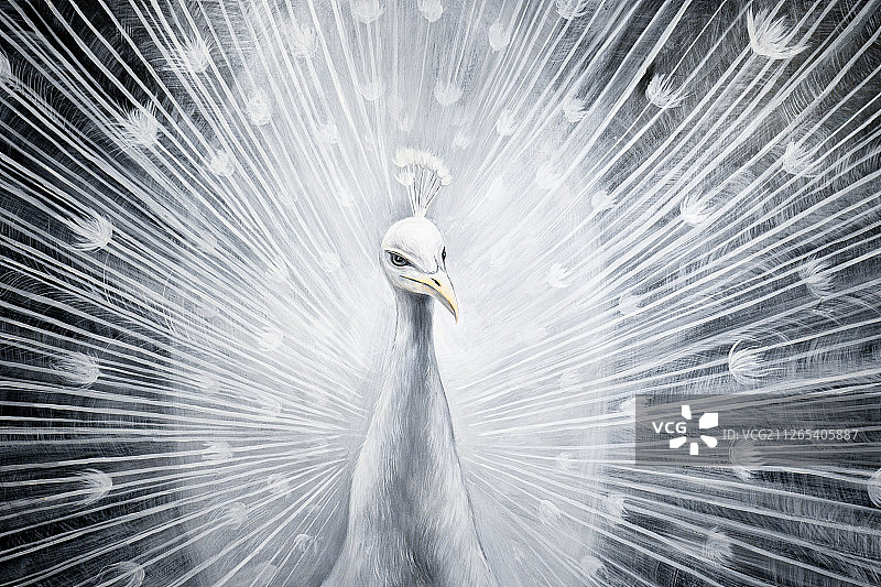 孔雀画图片素材