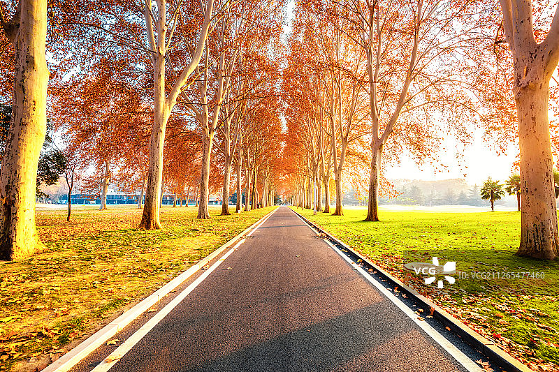 秋季森林公园图片素材