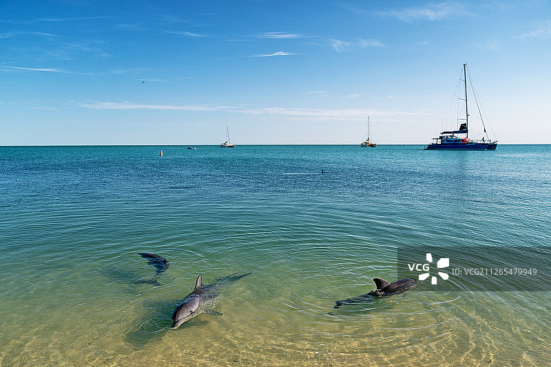 Monkey Mia Dolphin Resort图片素材