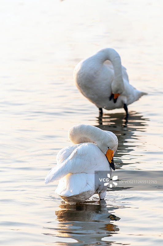 荣成天鹅湖图片素材