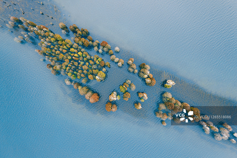 航拍秋天湿地公园的水杉图片素材