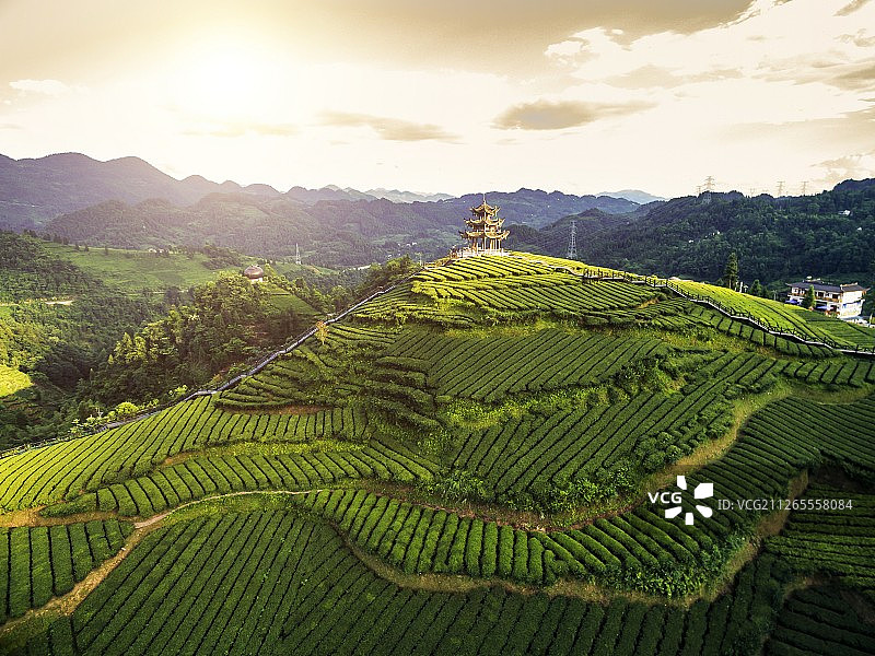 茶园风光图片素材