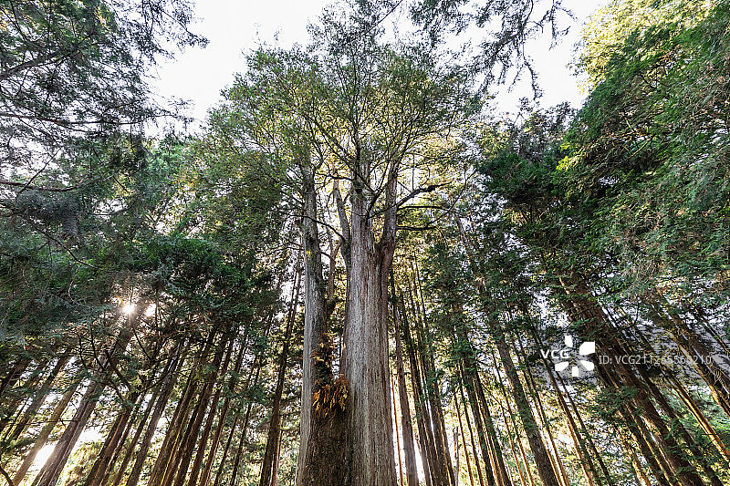 阿里神木山树林图片素材