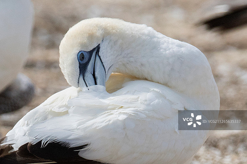 澳洲塘鹅的近距离梳理图片素材
