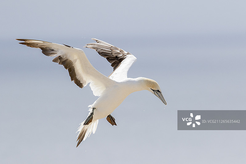 澳洲塘鹅降落图片素材